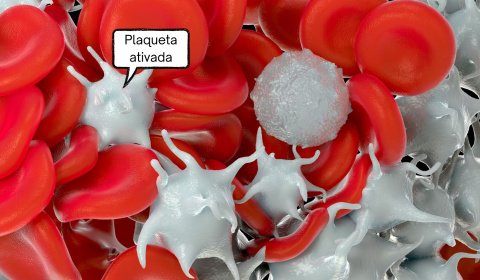 Plaquetas e Inflamação: Guia Completo para Médicos